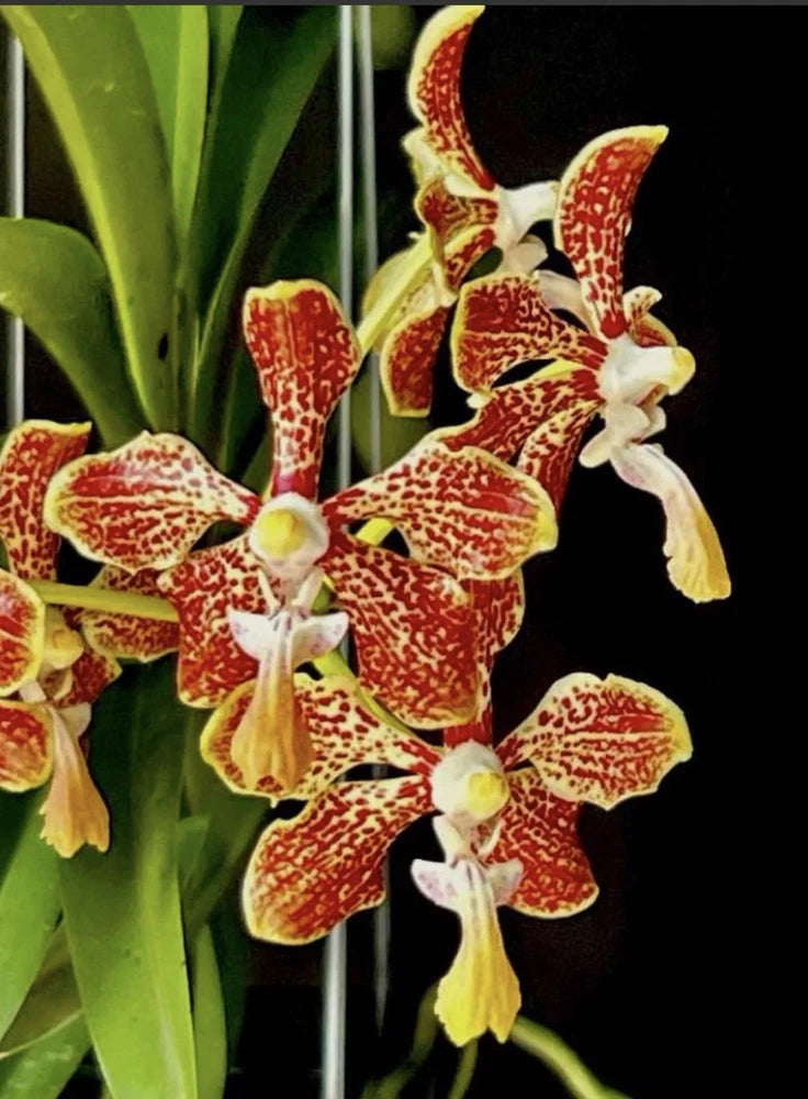 Red and yellow speckled cross orchids with drooping petals on green stems
