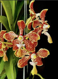 Vanda jannae x roeblingiana _ BS  Fragrant NEW CROSS Orchids