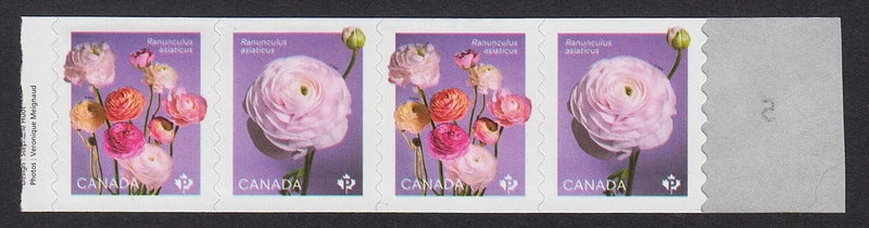 STARTER Coil strip of 4 WAVY Die Cut * RANUNCULUS, PERSIAN BUTTERCUP Canada 2023 Ranunculus