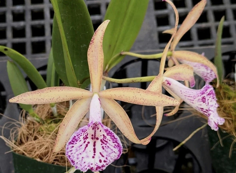 Orchid Hybrid Brassocattleya Valencia SEEDLING Orchids