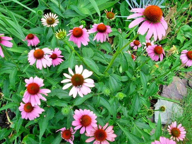 40 PURPLE CONE FLOWER SEEDS - Echinacea Purpurea Garden Plants