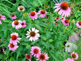 40 PURPLE CONE FLOWER SEEDS - Echinacea Purpurea Garden Plants