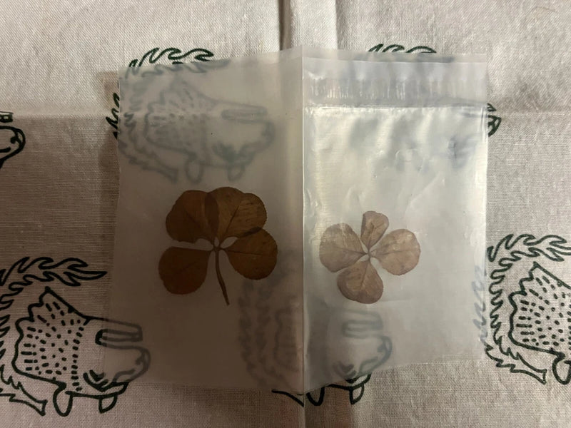 Pair of sealed dried four-leaf clover flowers in clear pouches