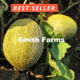 10+ Seeds Valencia Melon Cantaloupe Easy Vegetable Garden Planting Edible Garden Plants