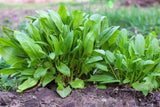 200 LARGE LEAF SORREL (Garden Sorrel / Spinach Dock / Redshank) Rumex Acetosa Ve Garden Plants