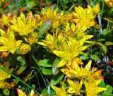 SEDUM RUSSIAN STONECROP Sedum Kamtschaticum - 100 Seeds Garden Plants