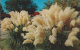 Pampas Grass Ornamental Shrub Texas Postcard (8672) Pampas Grass