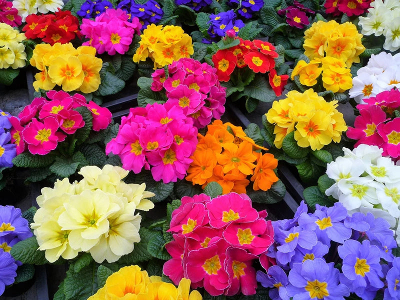 50 MIXED ENGLISH PRIMROSE Primula Vulgaris Acaulis Shade Houseplant Flower Seeds Flowering Plants