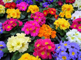 50 MIXED ENGLISH PRIMROSE Primula Vulgaris Acaulis Shade Houseplant Flower Seeds Flowering Plants