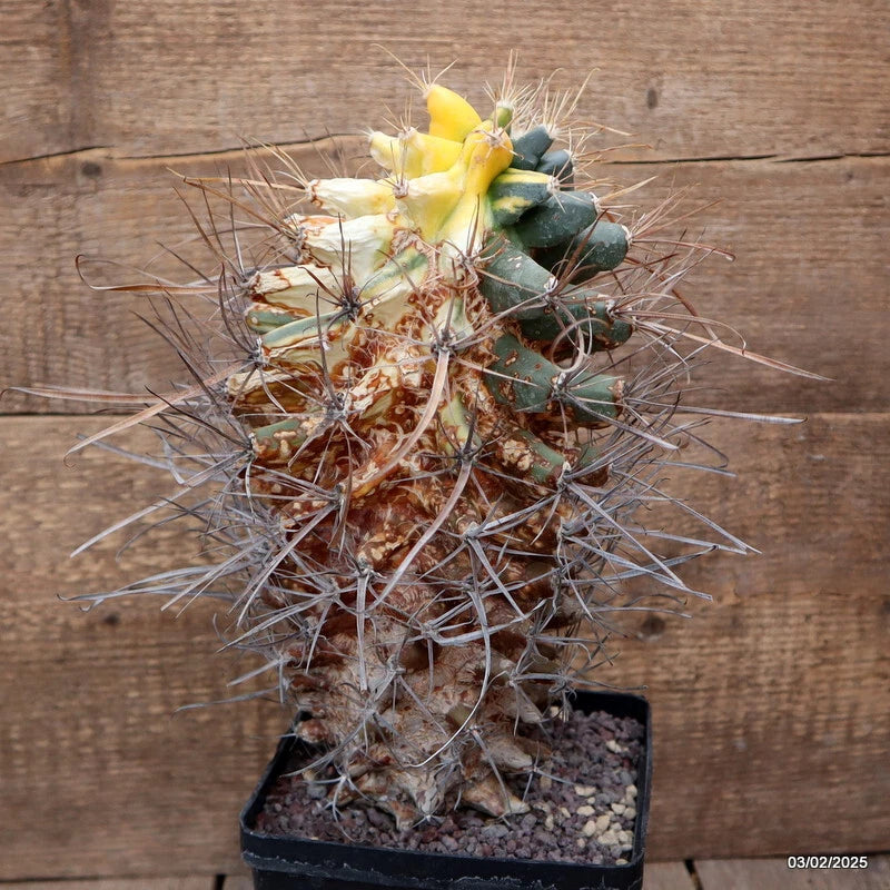 D2735 FEROBERGIA FUKURYU VARIEGATED pot14-H29-W16 cm MaMa Cactus Green Plant