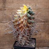 D2735 FEROBERGIA FUKURYU VARIEGATED pot14-H29-W16 cm MaMa Cactus Green Plant