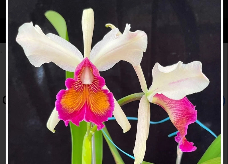 Live Cattleya orchid plant with white flowers and magenta-pink centers, green leaves
