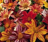 NEW!  20+ FIREWORKS DAHLIA FLOWER SEED MIX HARDY ANNUAL Flowering Plants