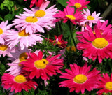 PYRETHRUM ROBINSON'S MIX Chrysanthemum Coccineum - 100 Seeds Garden Plants