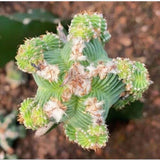 Aztekium cactus Succulent Plant home Garden beautiful Plant 4-6cm Garden Plants