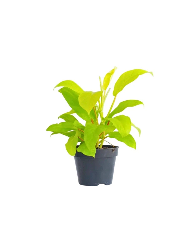 Philodendron houseplant in black pot, lemon-lime green leaves