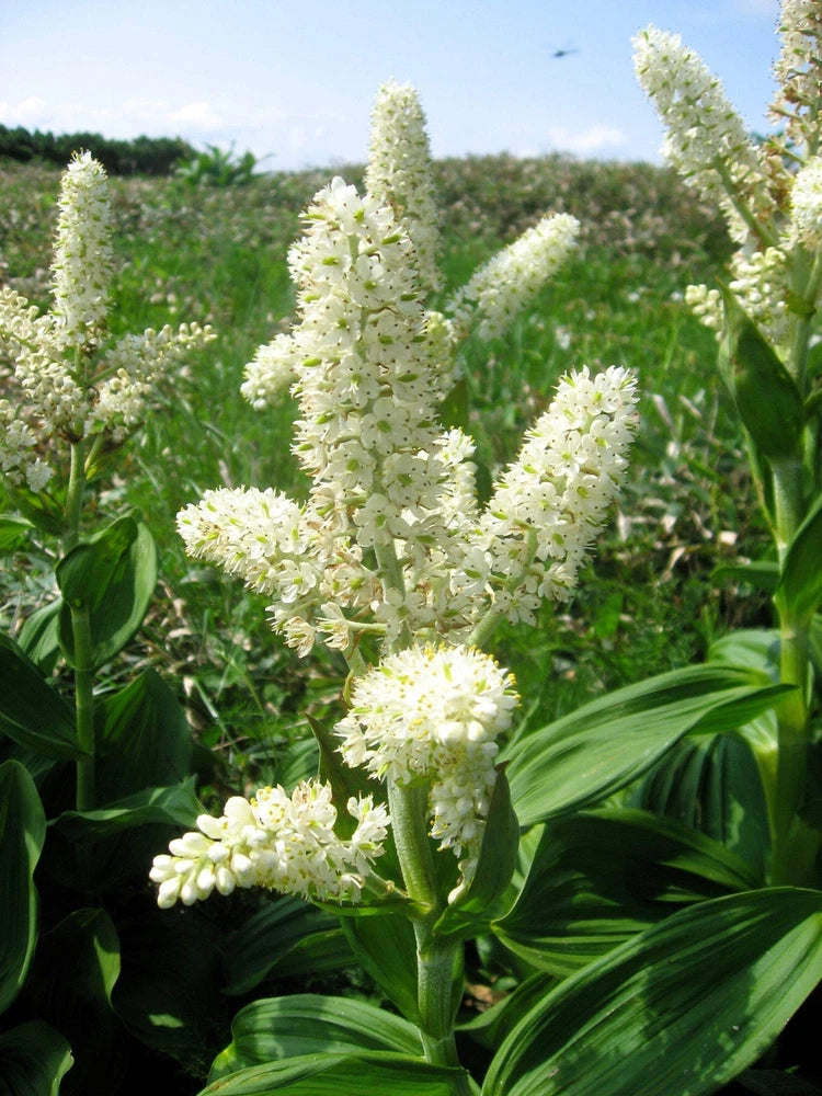 White bunchflower lily plant with upright clusters of small flowers on green leaves