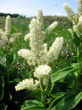 100 VIRGINIA BUNCHFLOWER LILY (White Hellebore / Corn Lily) Melanthium Virginicu Lily