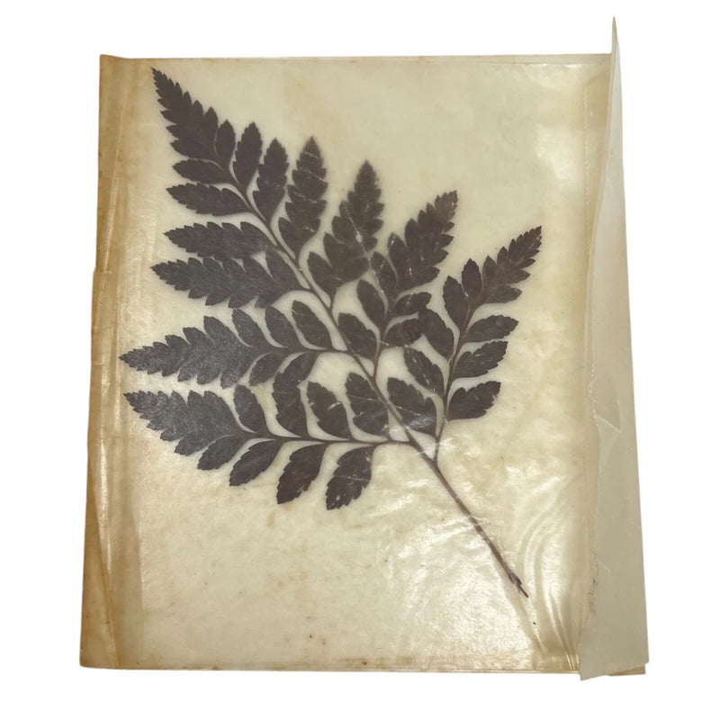 Unknown Dried Pressed Maple Leaf Fern from 1950s Mt. Clemens Michigan Warren Dried Flower
