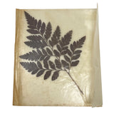 Unknown Dried Pressed Maple Leaf Fern from 1950s Mt. Clemens Michigan Warren Dried Flower
