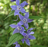500+Tall Bellflower Seeds Campanula americana Native American WildBellflower USA Flowering Plants