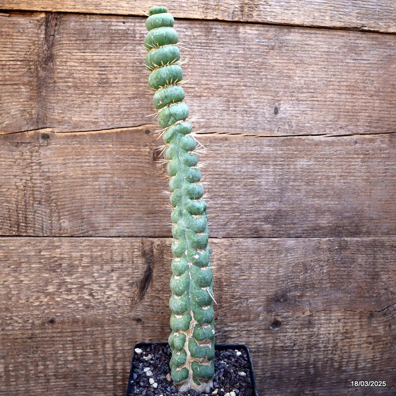Small potted green spiral cactus plant in a square pot