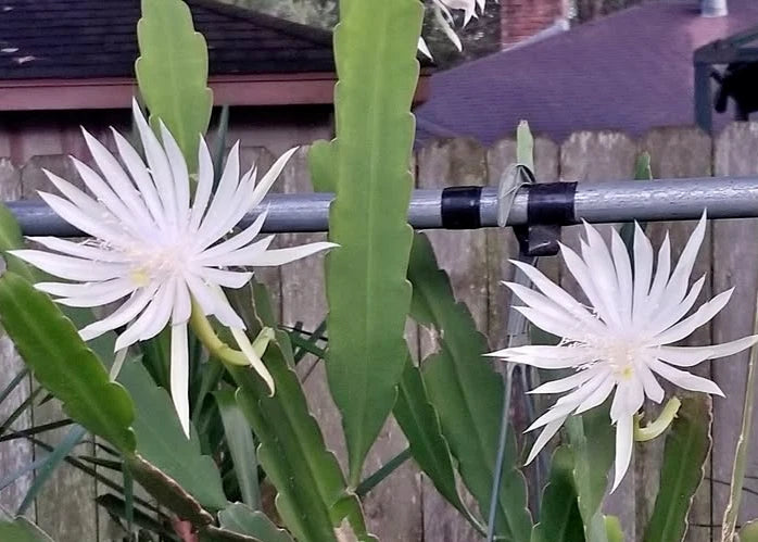 White orchid cactus cutting with two star-shaped white blooms and green stems