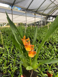 Oncidium Catatante Fragrant Orchid 'Pacific Sunspots' Live Plant Blooming size Orchids