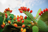 10 Orange PRICKLY PEAR CACTUS Nopal Indian Fig Opuntia Ficus-Indica Fruit Flower Flowering Plants