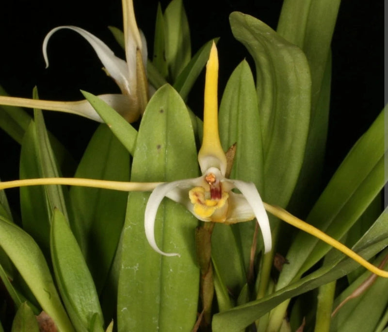 Maxillaria Dalessandroi Live Mini Orchid Blooming size Houseplant Orchids