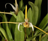 Maxillaria Dalessandroi Live Mini Orchid Blooming size Houseplant Orchids