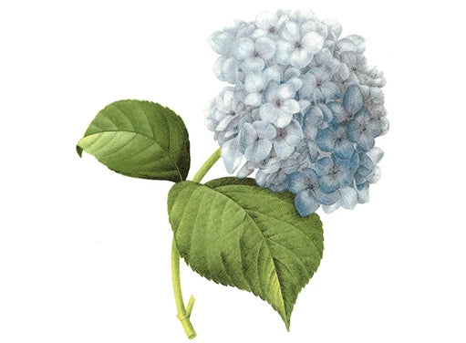 Blue Hydrangea Flowers Overglaze Waterslide Ceramic Decals Hydrangea