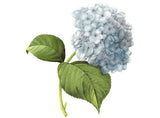 Blue Hydrangea Flowers Overglaze Waterslide Ceramic Decals Hydrangea
