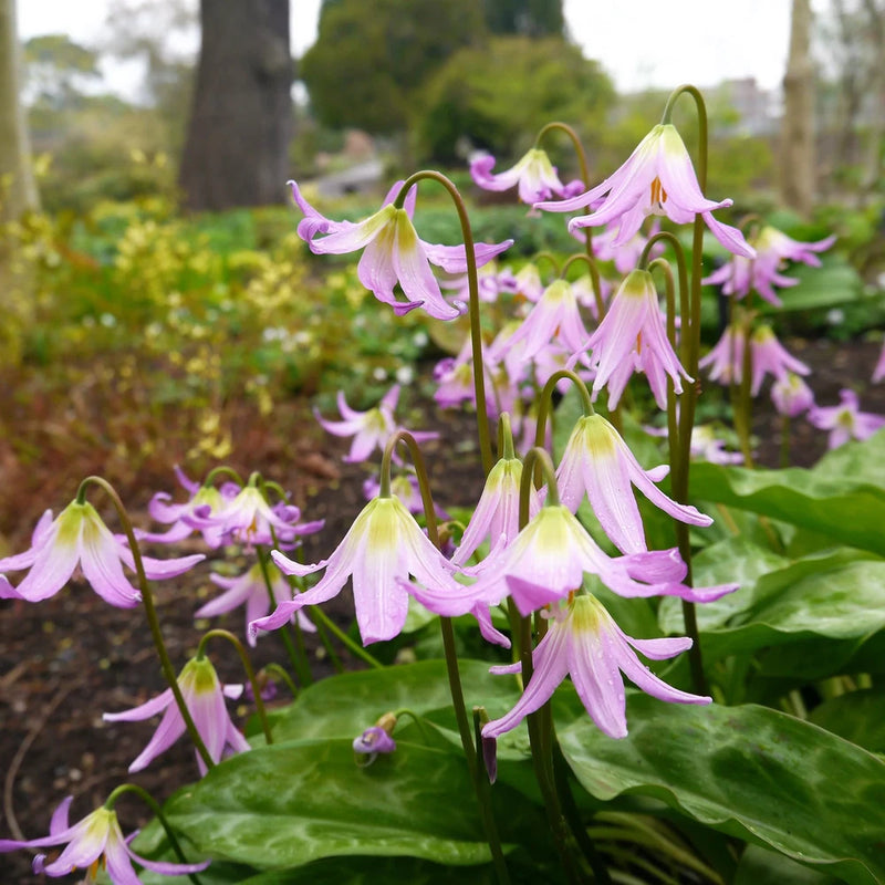 Pink fawn lily flowers with pink petals and green leaves