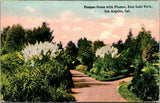 Postcard Pampas Grass With Plumes East Lake Park Los Angeles California Pampas Grass