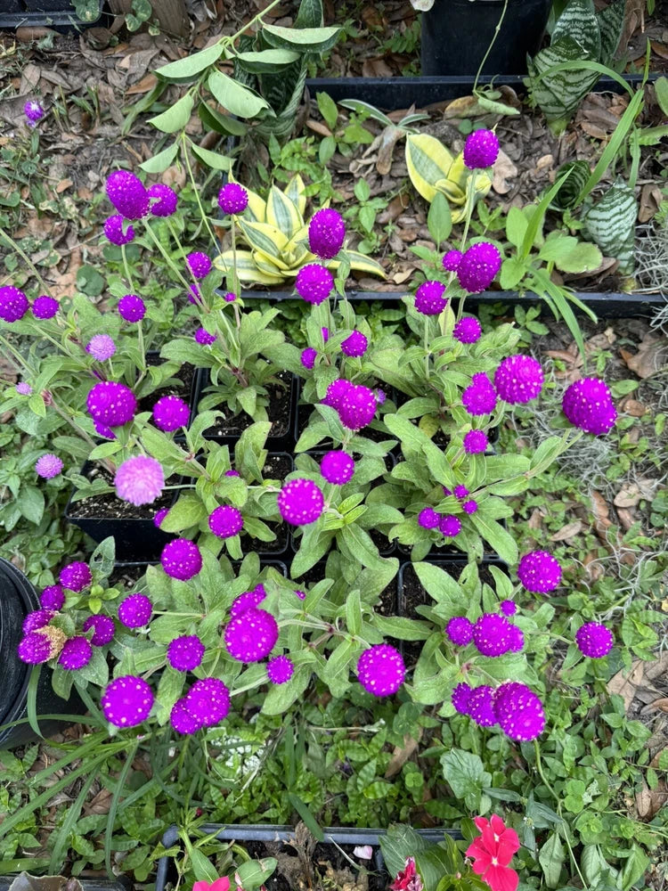 Purple gomphrena globe flowers on green stems and leaves, in a garden planter