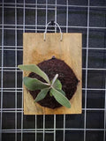 Platycerium Hakuna Matata (Staghorn Fern) Beautiful Plant Rare Unique Flowering Plants