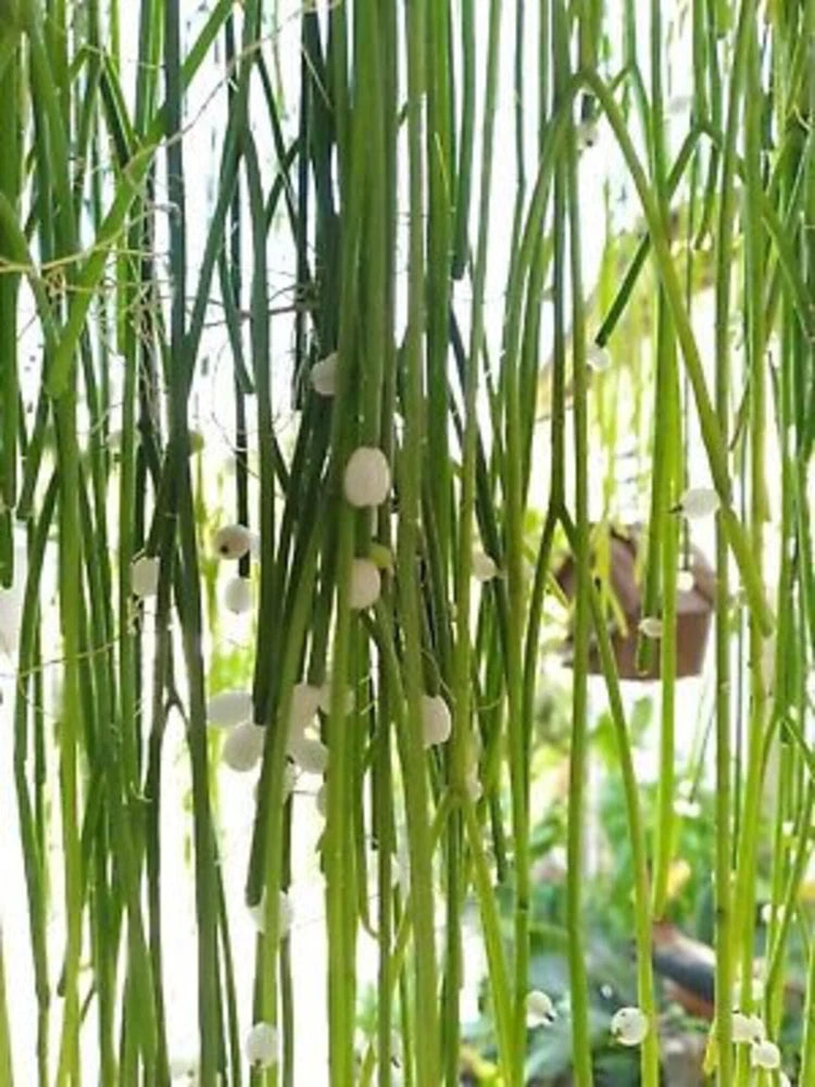 Rhipsalis cactus with small white blooms on green stems