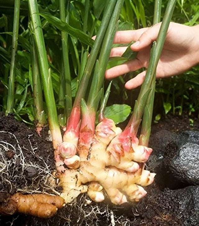 Fresh ginger plant with reddish shoots and pale rhizomes, small tropical herb in soil