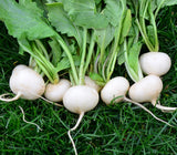 100+ HAILSTONE RADISH SEEDS. FRESH FOR GARDENS Garden Plants