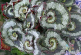 25+ Escargot Begonia Seeds for Garden Planting - USA - FREE SHIPPING! Garden Plants