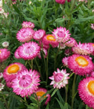 Red Bright Rose Strawflower - Pack 100 Seeds - Annual White Blooms Plant Garden Plants