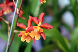 Bright orange and yellow orchid blooms on slender stems