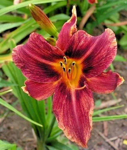 5 SPICE CAKE DAYLILY SEEDS -  Hemerocallis 'Spice Cake' Garden Plants