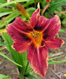 5 SPICE CAKE DAYLILY SEEDS -  Hemerocallis 'Spice Cake' Garden Plants
