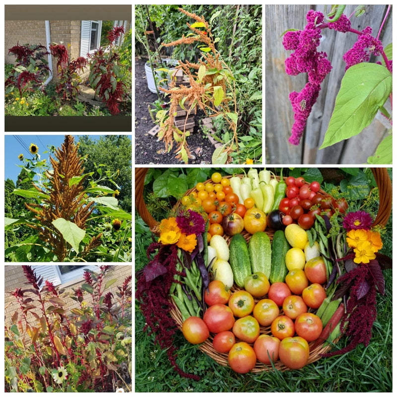 Amaranth Mixed Seeds 50 Organic Seeds Garden Plants