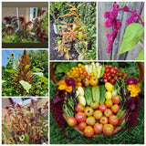 Amaranth Mixed Seeds 50 Organic Seeds Garden Plants