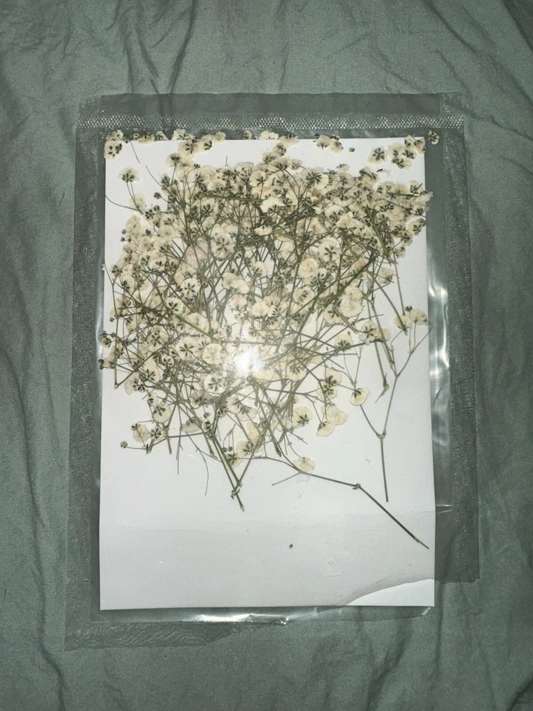 Dried White Babies Breath Pieces - Approximately 60 Pieces Dried Flower