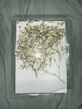Dried White Babies Breath Pieces - Approximately 60 Pieces Dried Flower