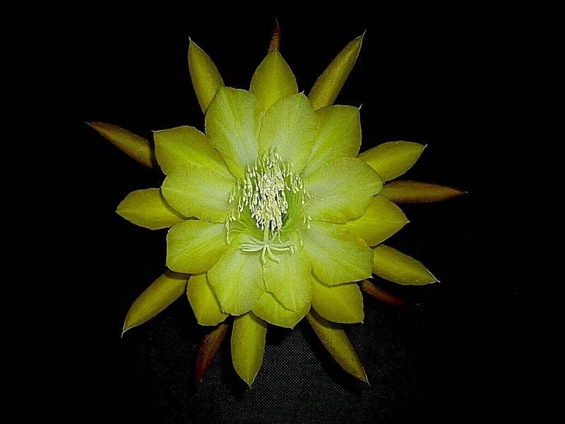 Orchid cactus flower with pale green-yellow petals and prominent stamens